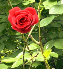 Rose-6.jpg